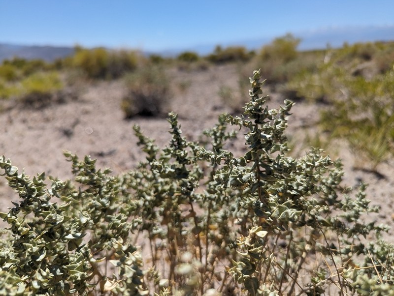 Parry's Saltbush photo 6