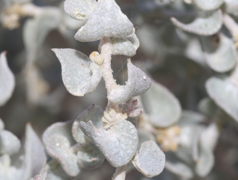 Parry's Saltbush photo 7