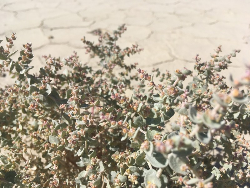 Parry's Saltbush photo 8