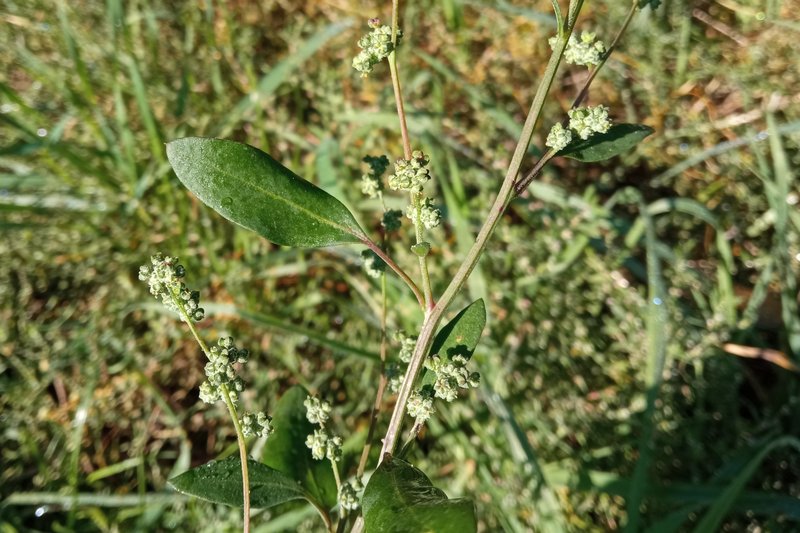 Spear Saltbush photo 2