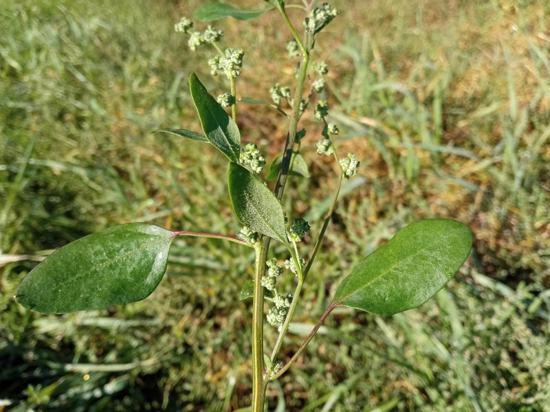 Spear Saltbush photo 3