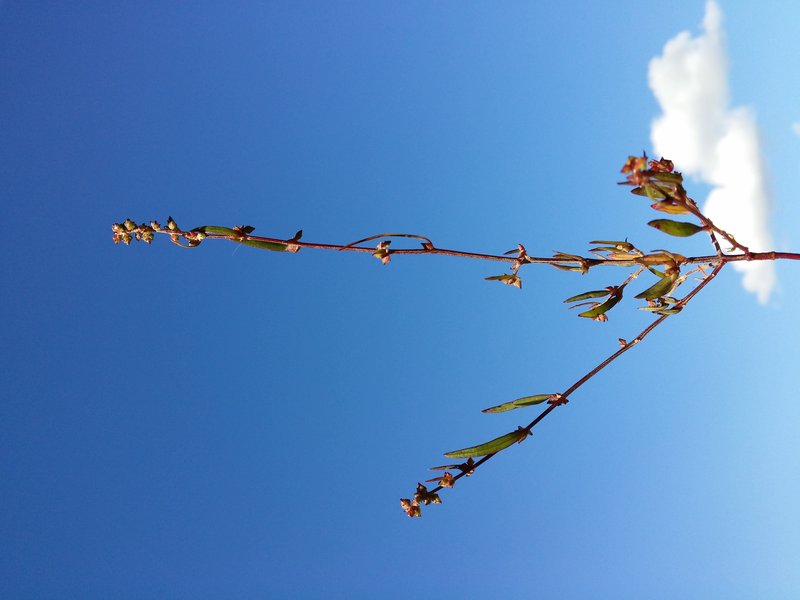 Spear Saltbush photo 4