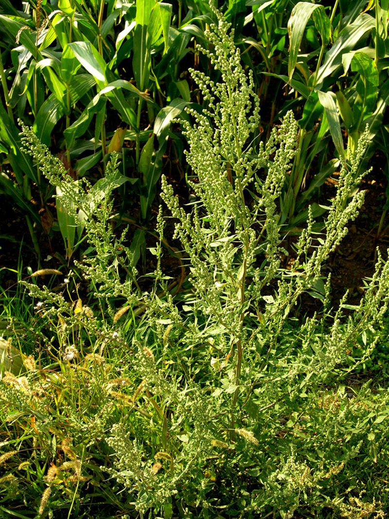 Spear Saltbush