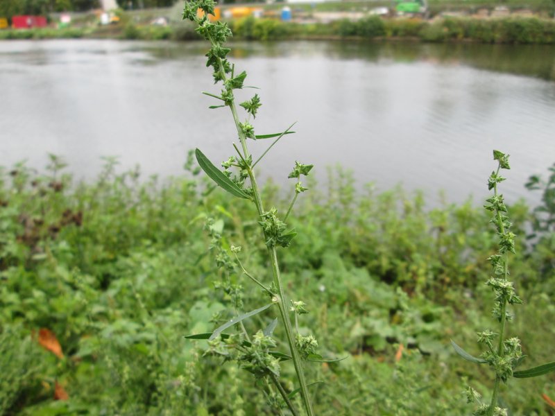 Spear Saltbush photo 6