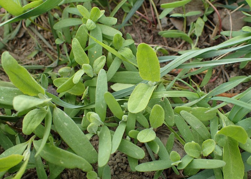 Spear Saltbush photo 7