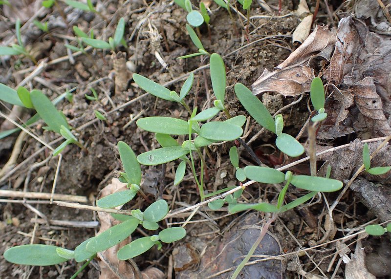 Spear Saltbush photo 8