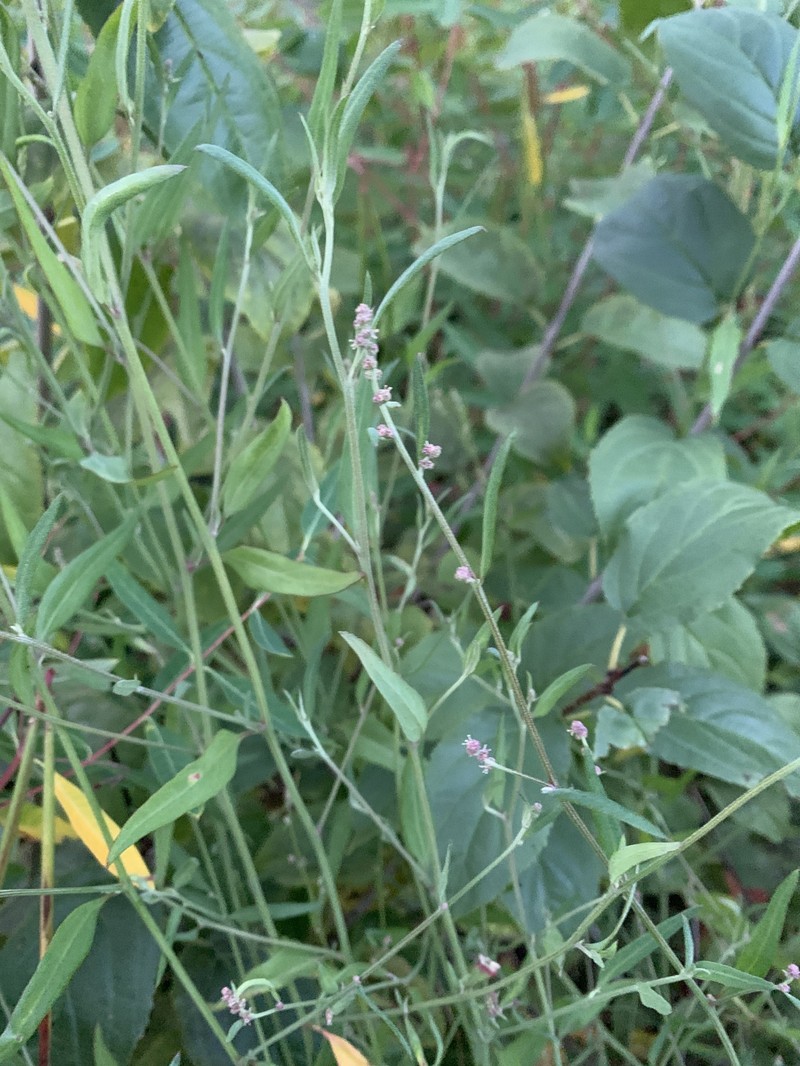 Atriplex patula subsp. patula