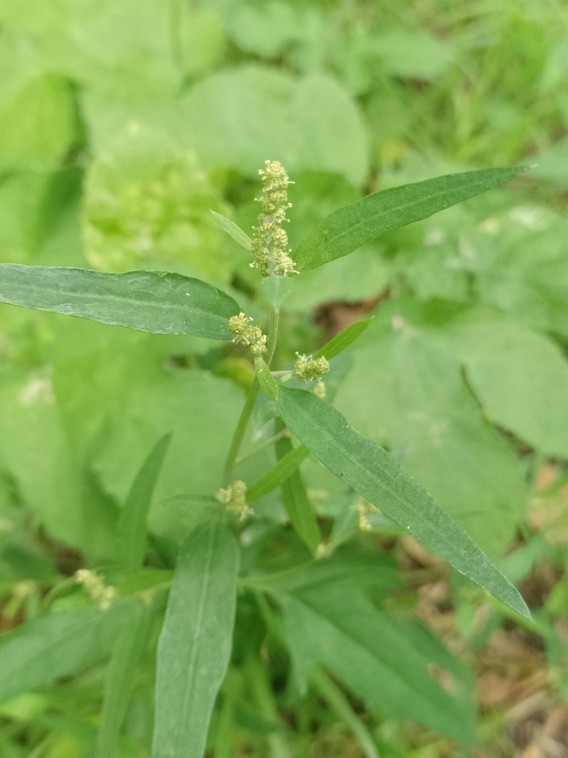 Atriplex patula subsp. patula photo 2