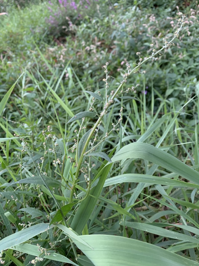 Atriplex patula subsp. patula photo 3