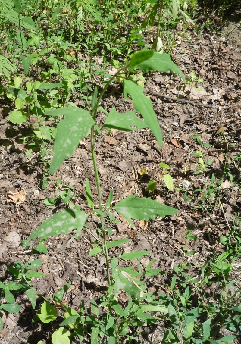 Atriplex patula subsp. patula photo 4