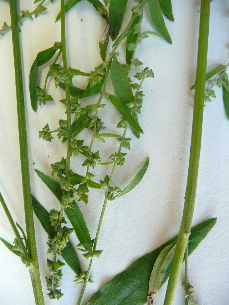 Atriplex patula subsp. patula photo 6