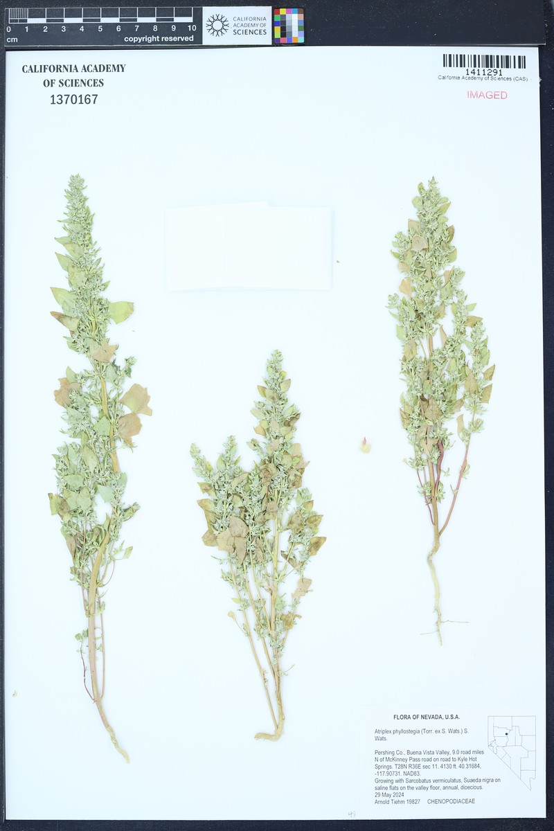 Leafcover Saltweed