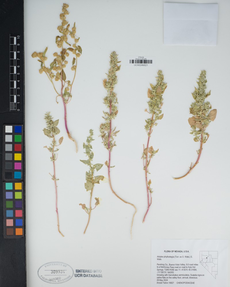 Leafcover Saltweed photo 2