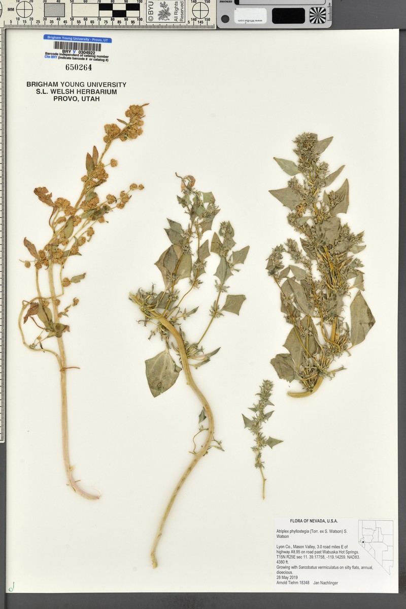 Leafcover Saltweed photo 3