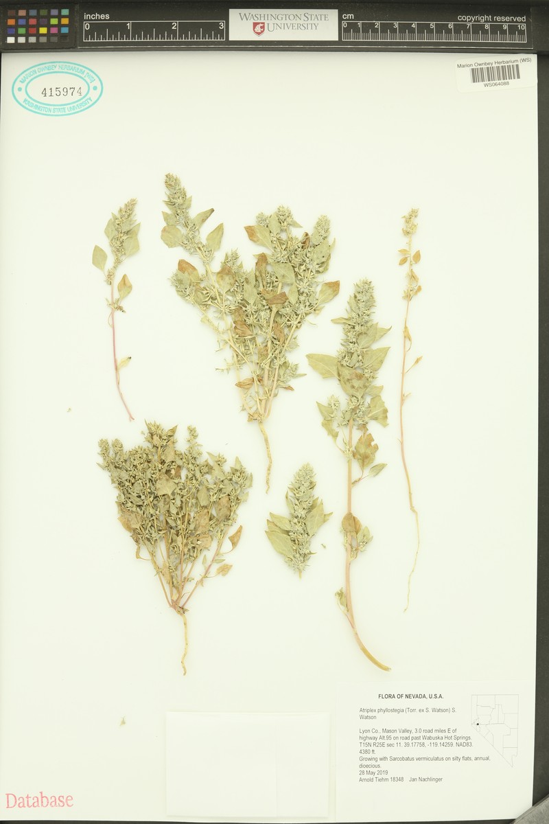 Leafcover Saltweed photo 4