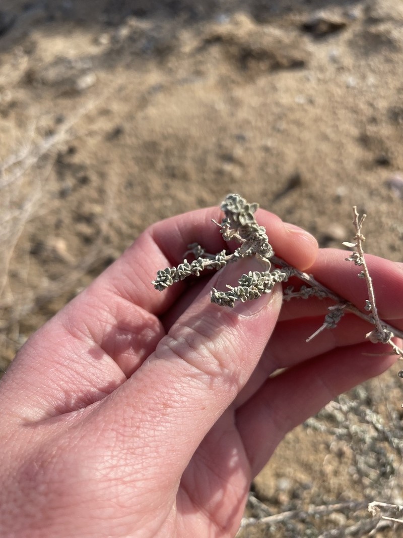 Cattle Saltbush