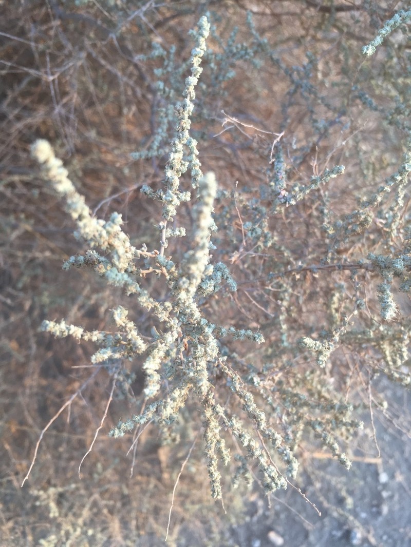 Cattle Saltbush photo 2