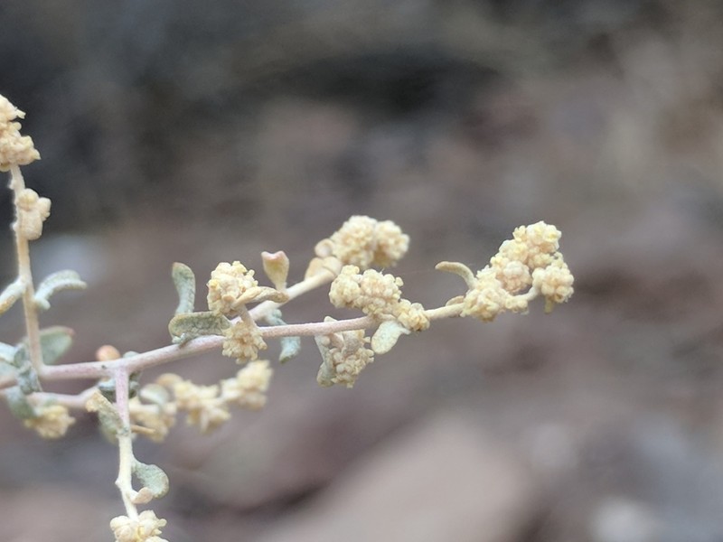 Cattle Saltbush photo 3