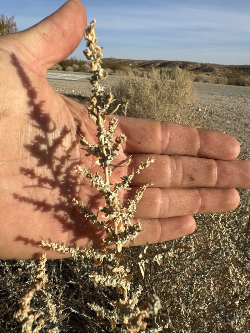 Cattle Saltbush photo 4