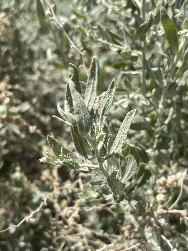 Cattle Saltbush photo 5