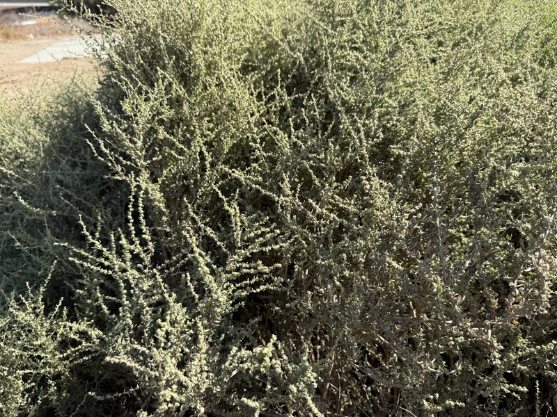 Cattle Saltbush photo 6