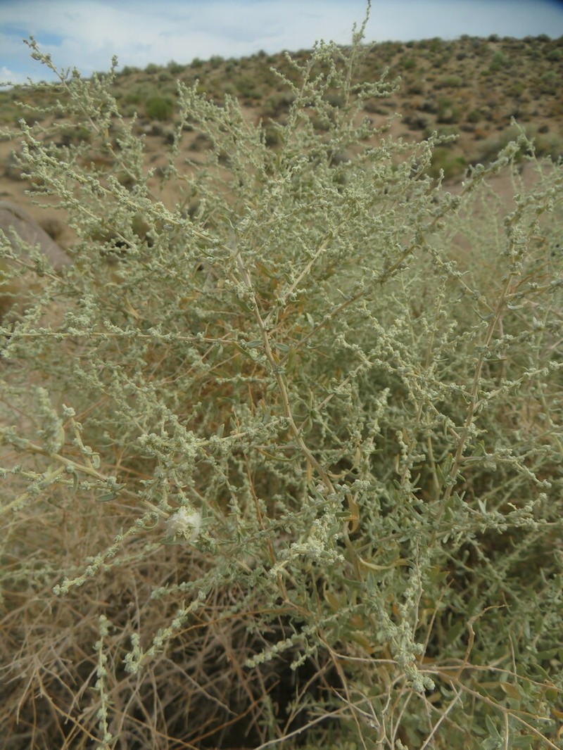 Cattle Saltbush photo 7
