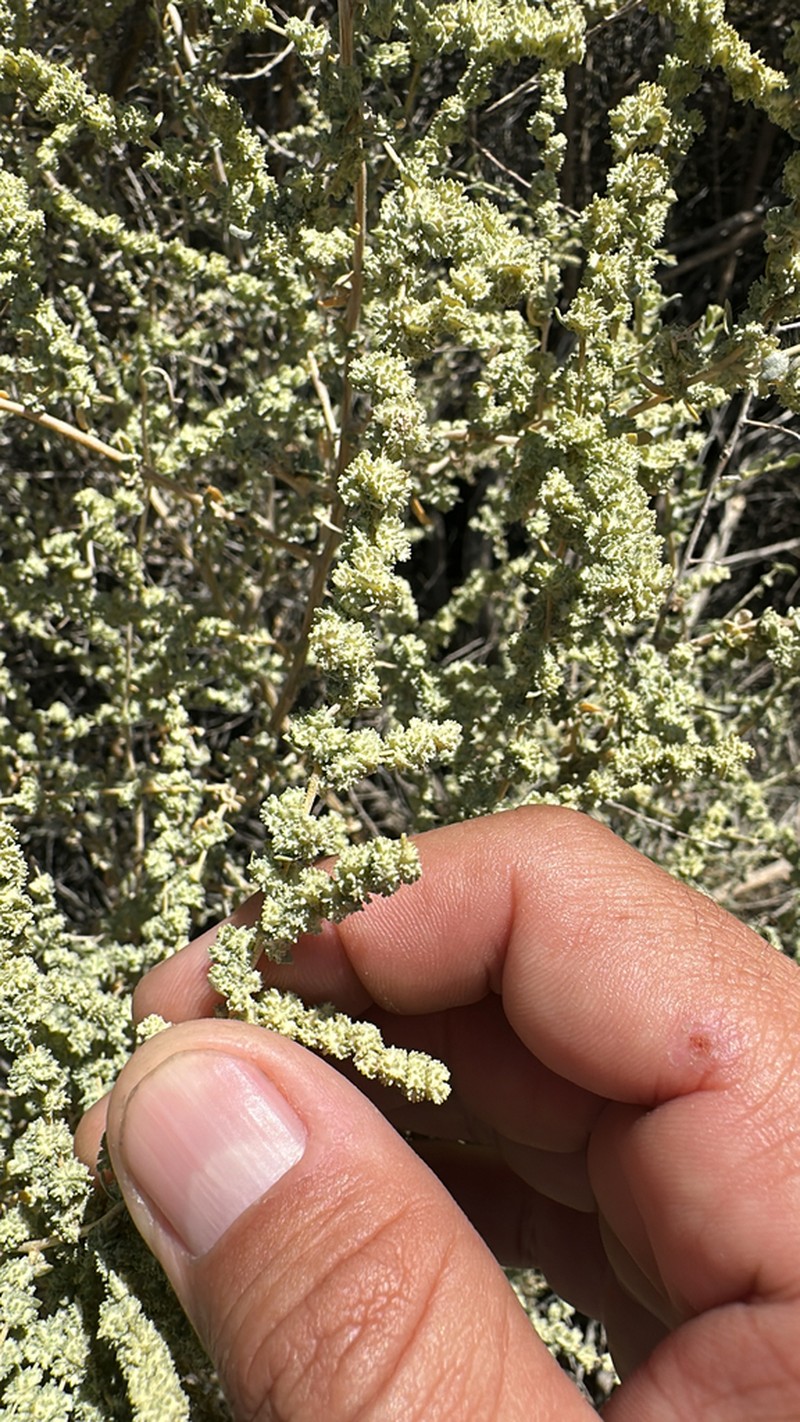 Cattle Saltbush photo 8