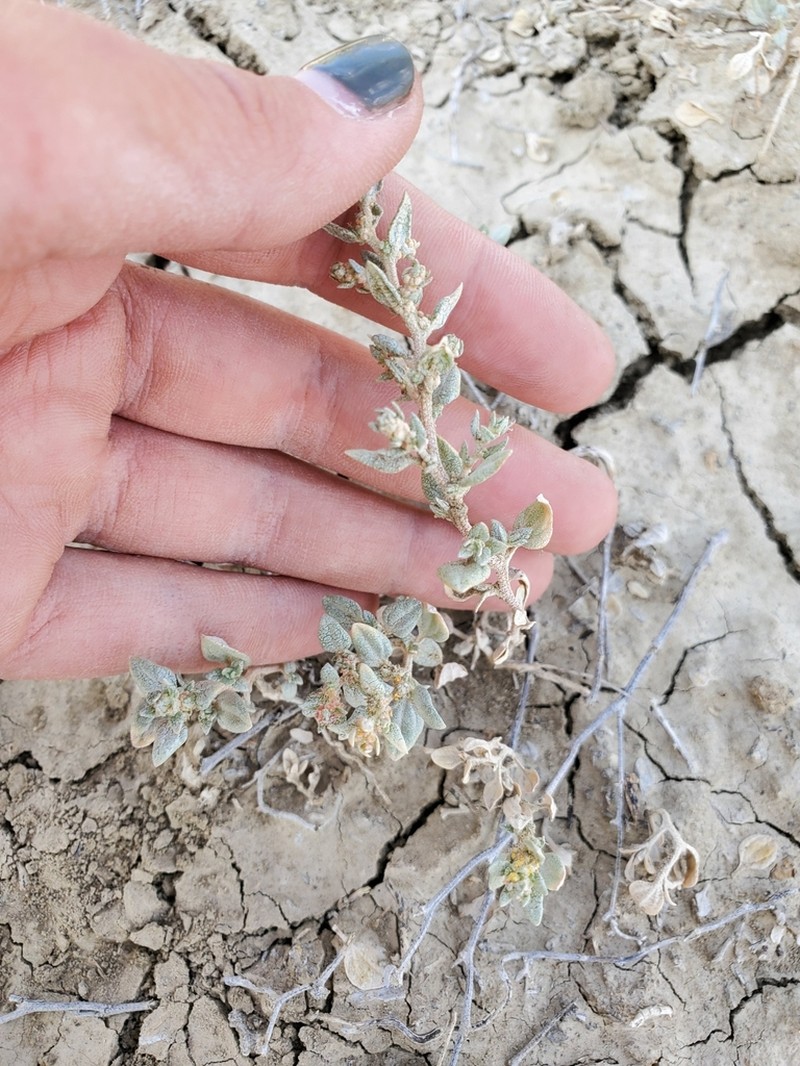 Powell's Saltweed photo 5