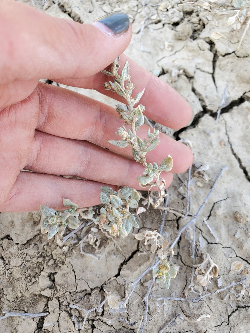 Powell's Saltweed photo 7