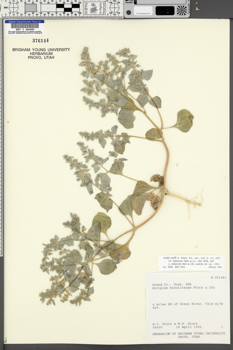 Tununk Saltbush