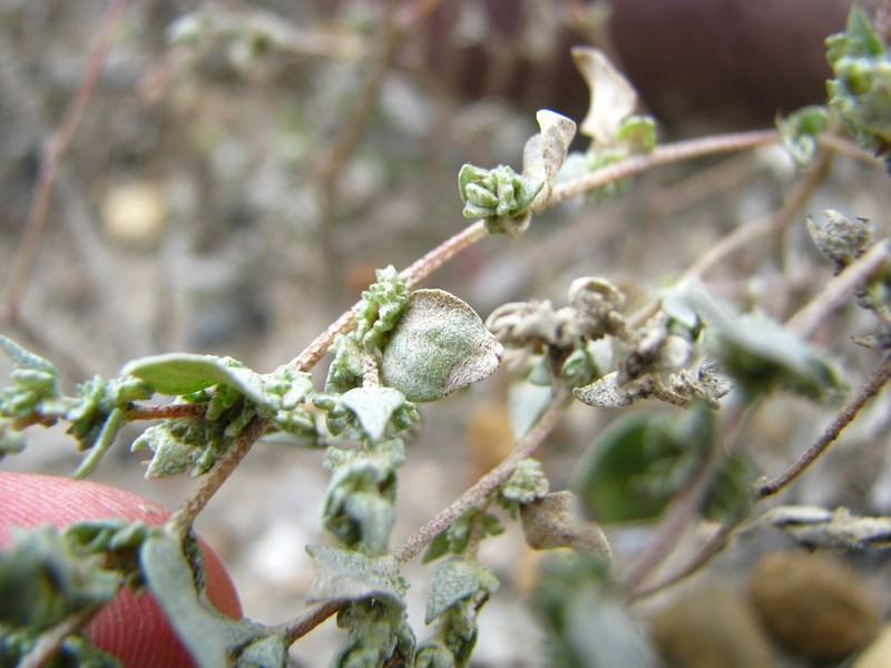 Atriplex powellii var. powellii
