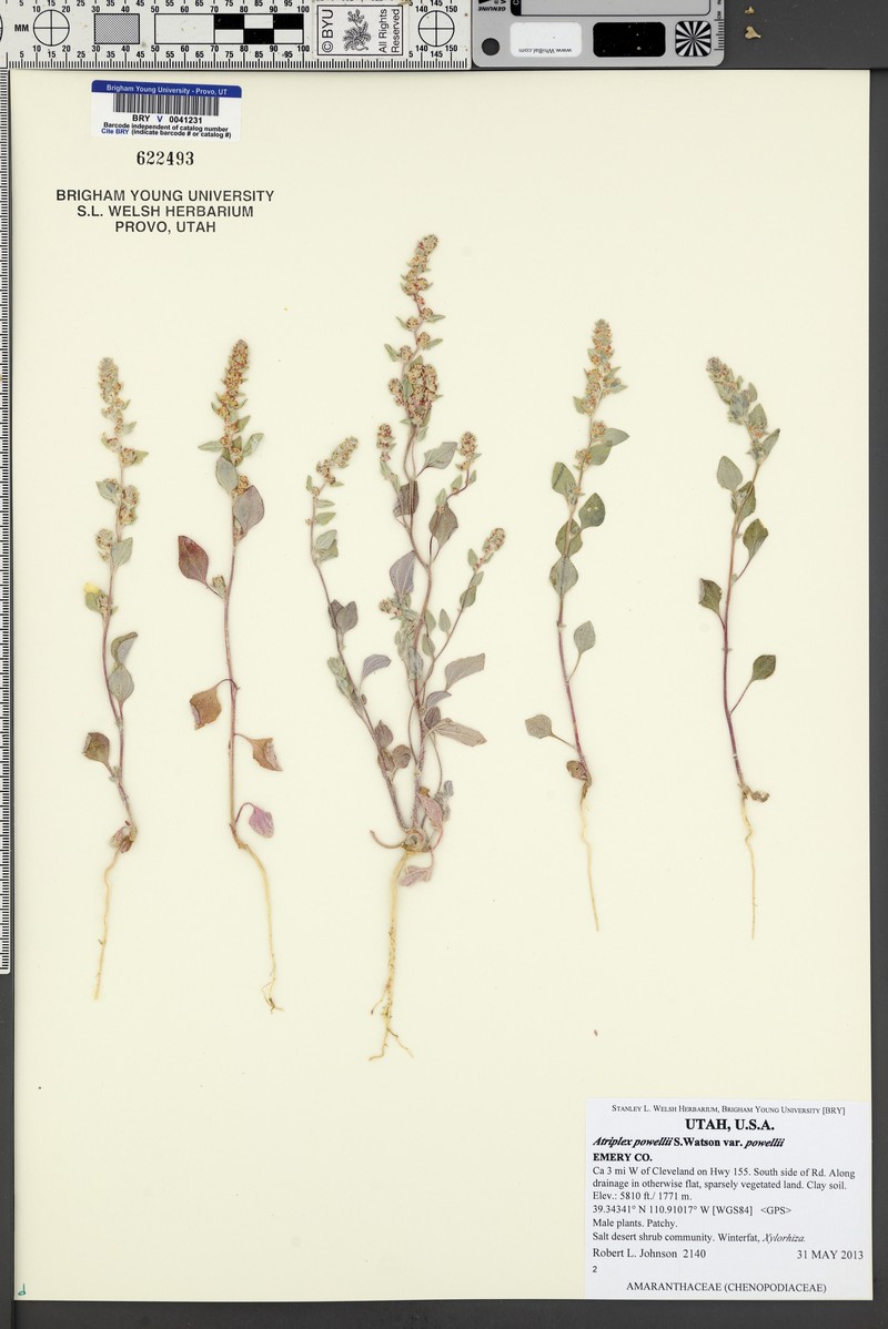 Atriplex powellii var. powellii photo 2