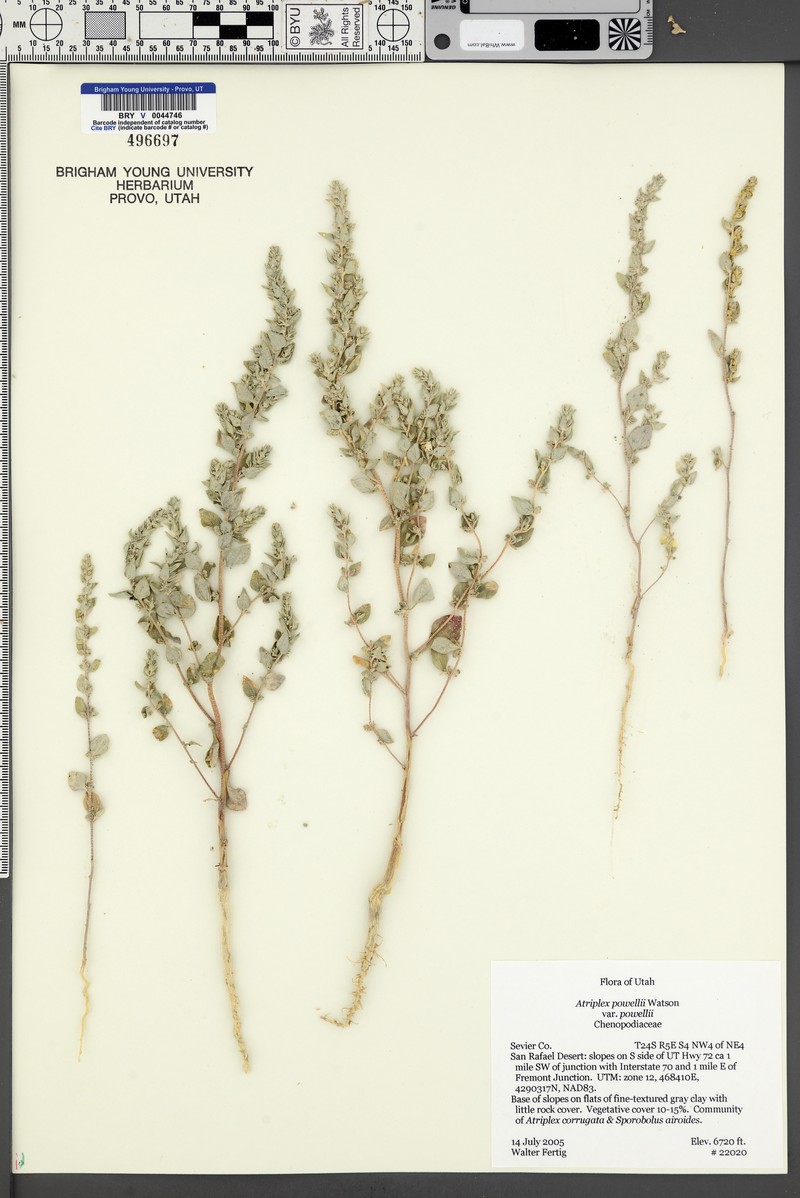 Atriplex powellii var. powellii photo 3