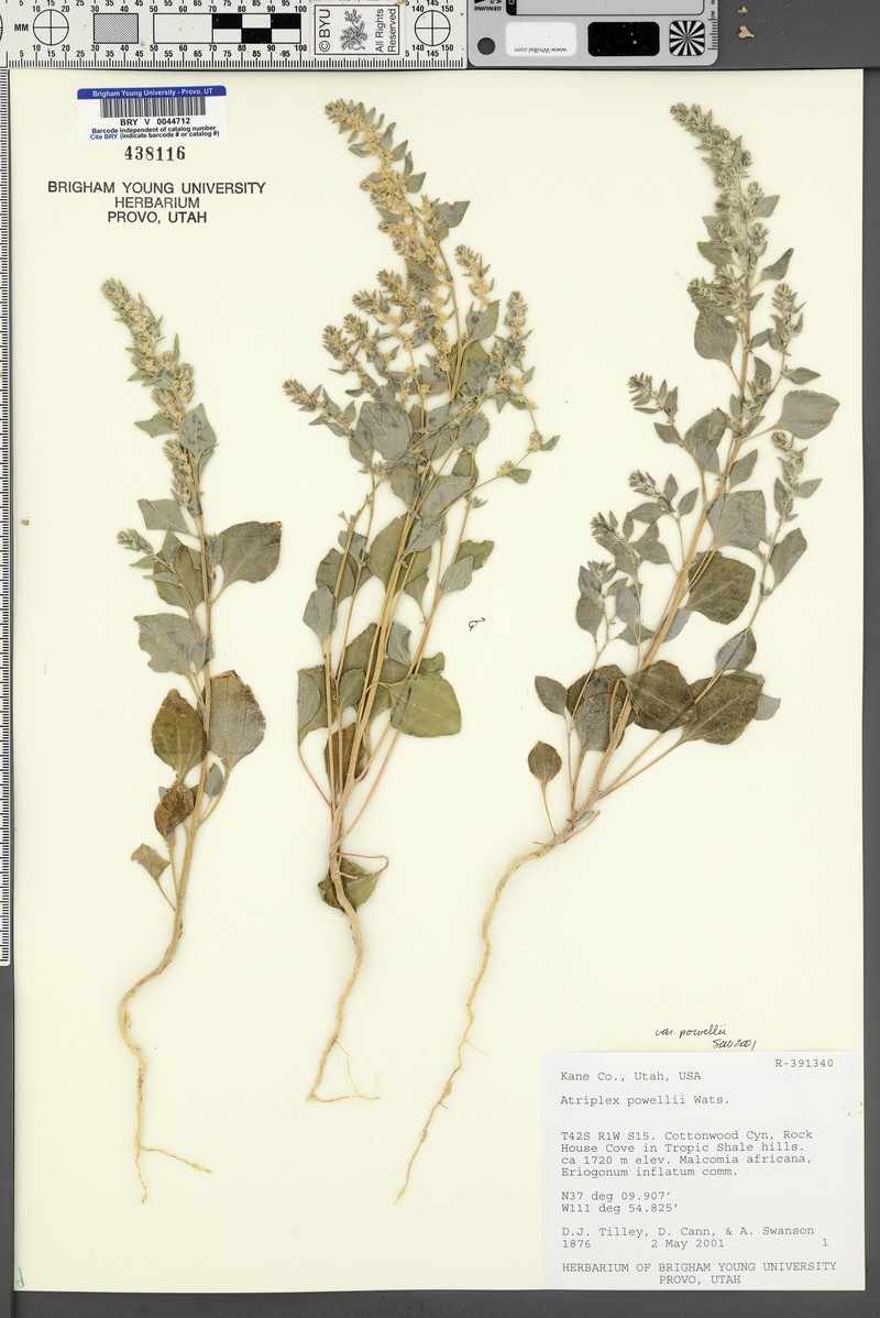 Atriplex powellii var. powellii photo 4