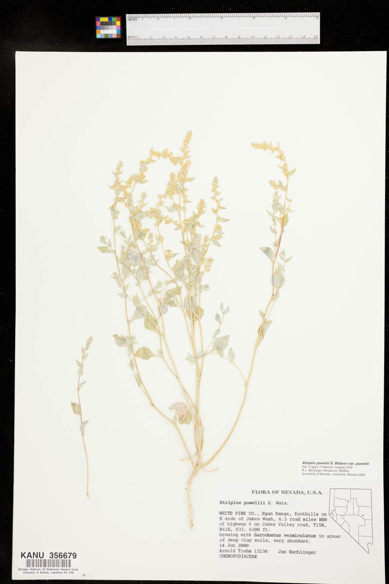 Atriplex powellii var. powellii photo 5