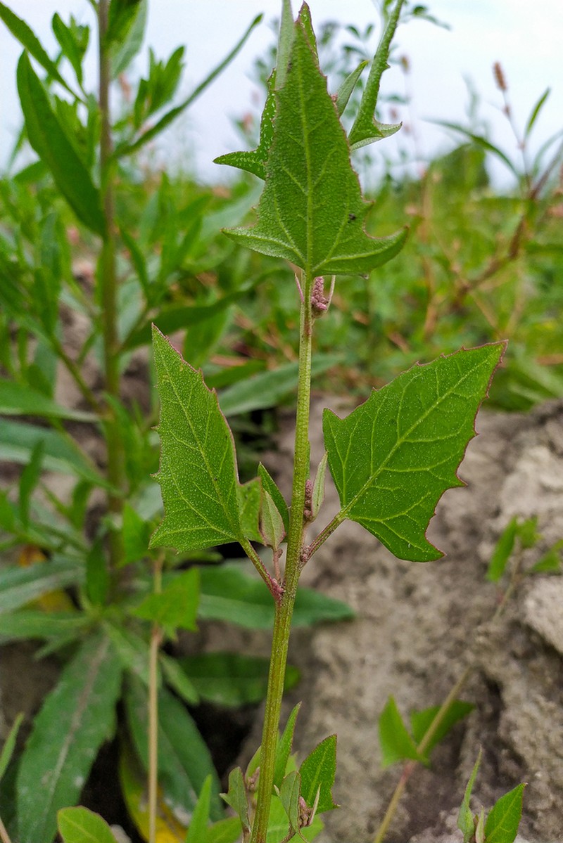 Triangle Orache photo 6