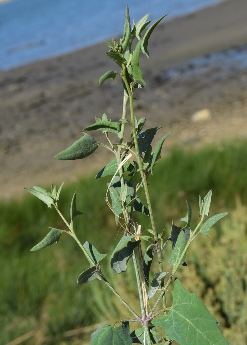 Triangle Orache photo 7