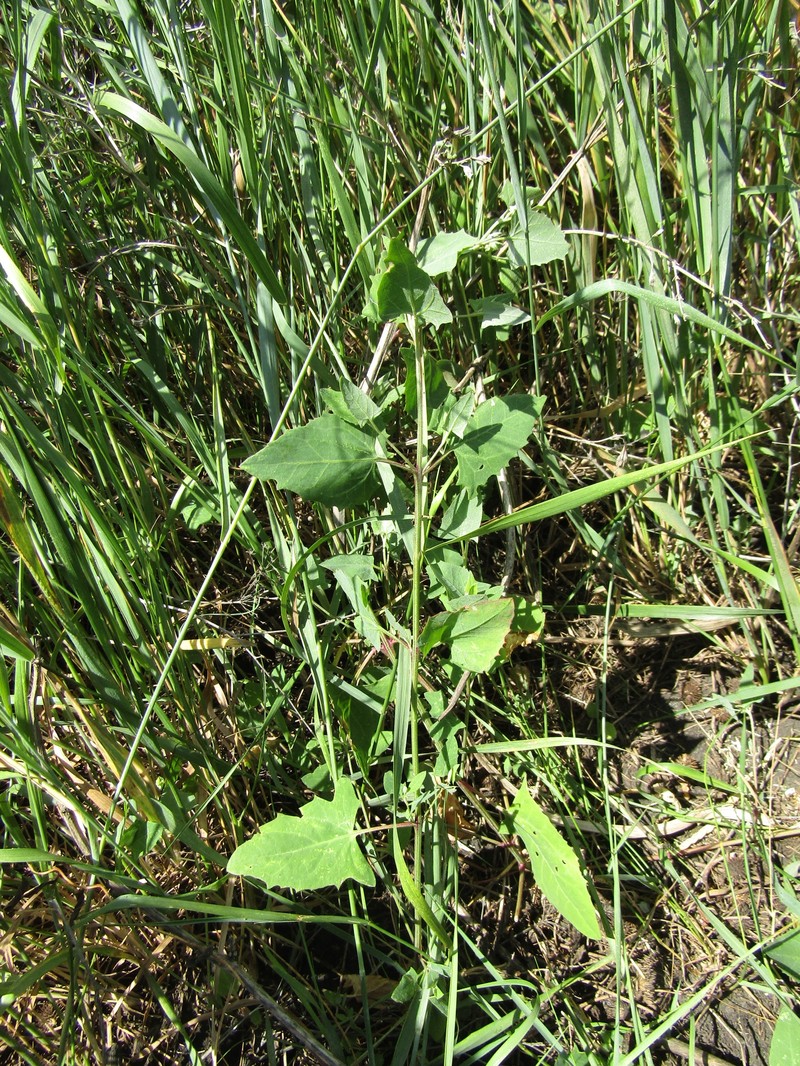 Atriplex prostrata subsp. prostrata