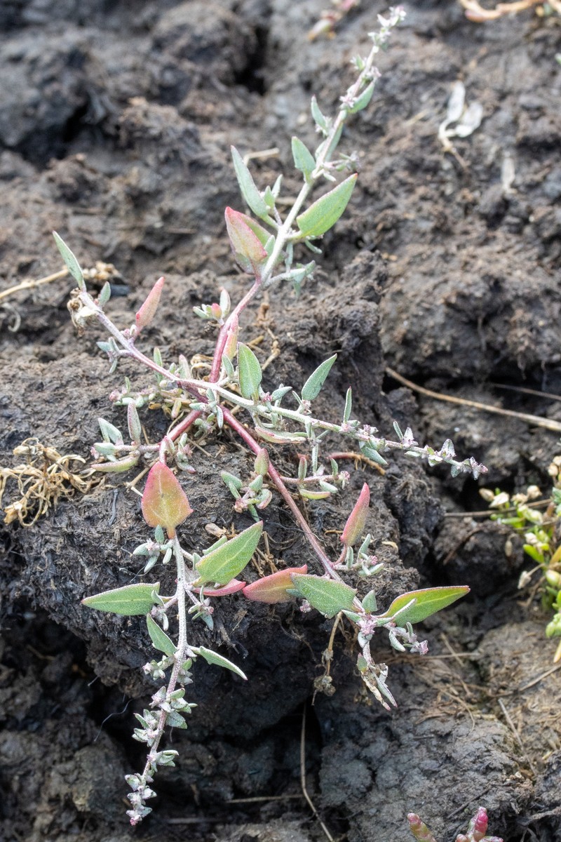 Atriplex prostrata subsp. prostrata photo 3