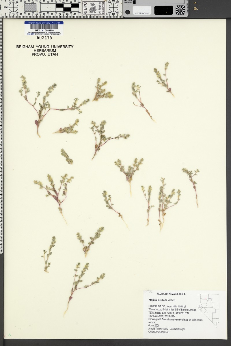 Smooth Saltbush
