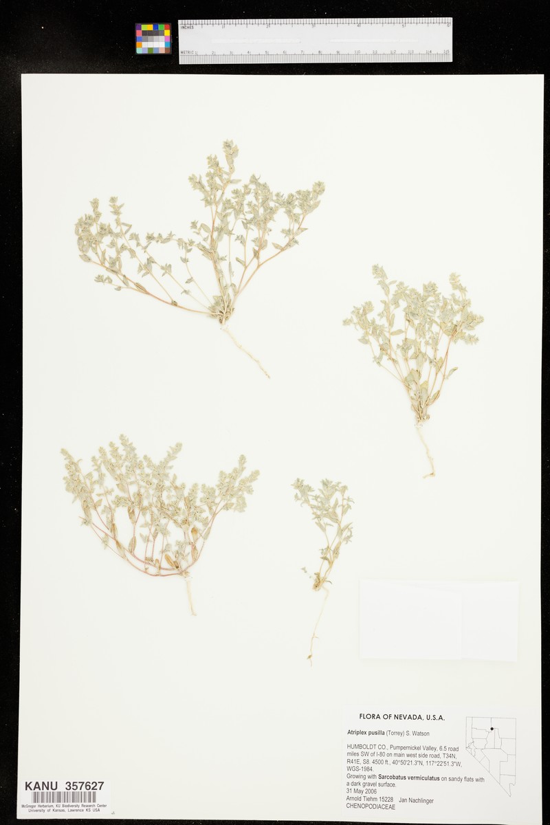 Smooth Saltbush photo 2