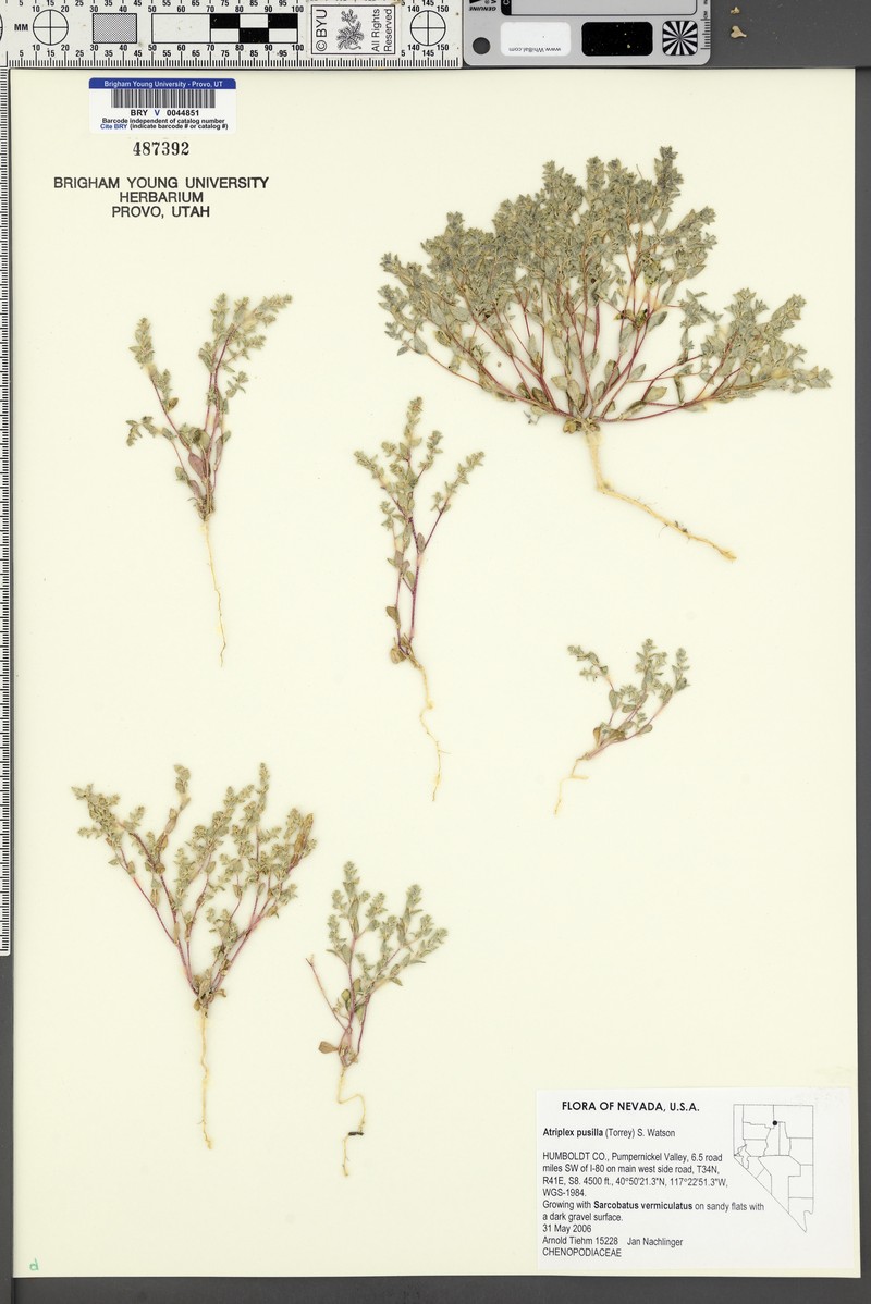 Smooth Saltbush photo 3
