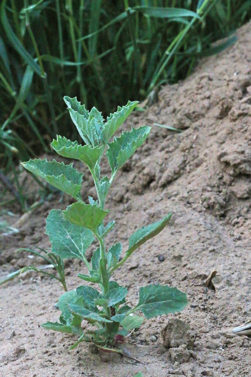 Tumbling Saltweed photo 4