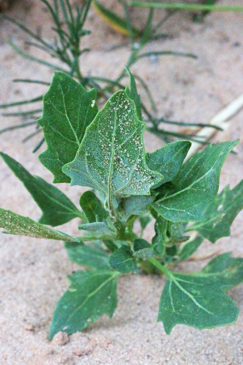 Tumbling Saltweed photo 5
