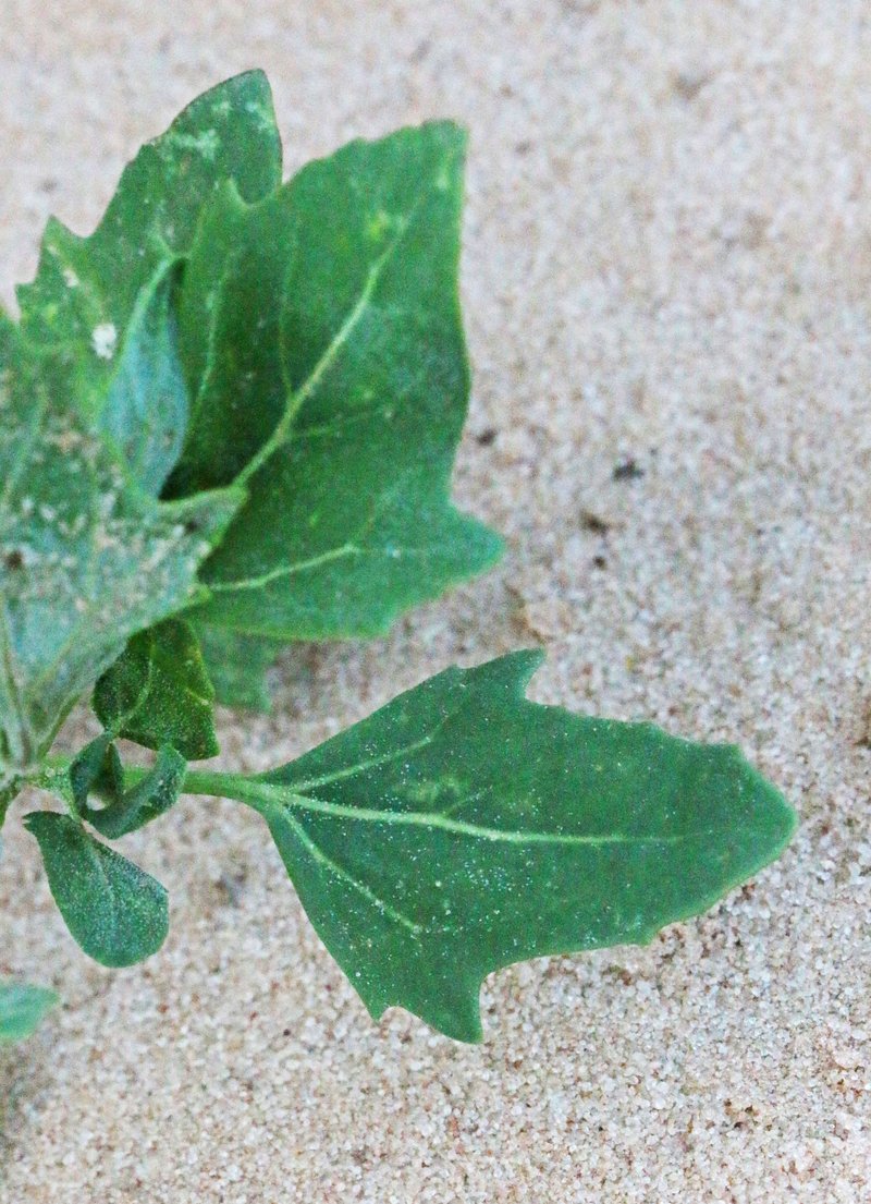 Tumbling Saltweed photo 6