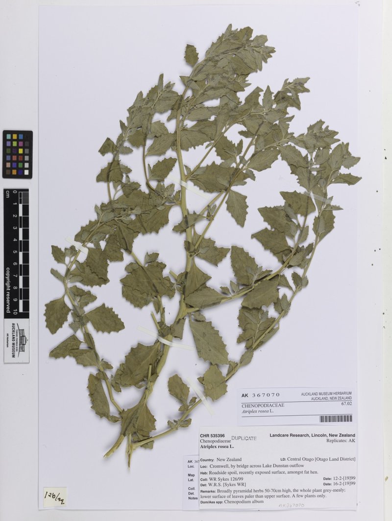 Tumbling Saltweed photo 7