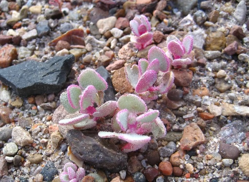 Sack Saltbush