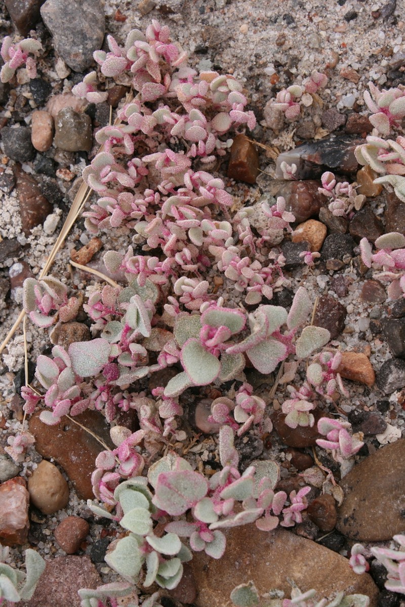 Sack Saltbush photo 2