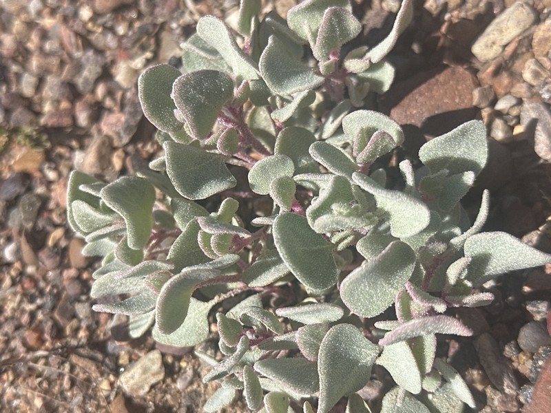Sack Saltbush photo 3