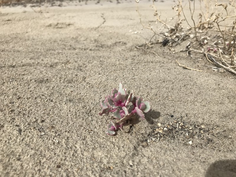 Sack Saltbush photo 4